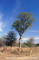 Impalas, Kruger NP, South Africa - Afrique du Sud - 21194