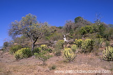 Candelabra Tree, South Africa - Afrique du Sud - 21188