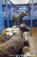 Sheep, extinct breed, Faroe islands - Mouton, race eteinte, iles Feroe - FER620