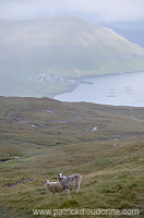 Sheep, Eysturoy, Faroe islands - Moutons, Eysturoy, iles Feroe - FER263