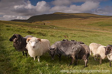 Sheep rams, Sandoy, Faroe islands - Beliers, iles Feroe - FER290