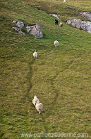Sheep, Sandoy, Faroe islands - Moutons, Sandoy, iles Feroe - FER393