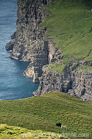 Trollhovdi, Sandoy, Faroe islands - Trollhovdi, iles Feroe - FER413