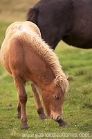Horses, Sandoy, Faroe islands - Chevaux, Iles Feroe - FER447