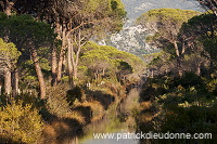 Pine woods, Maremma, Tuscany - Pins en Maremme, Toscane - it01097