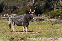 Maremman cattle, Tuscany - Vache de Maremme, Toscane - it01114