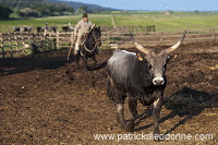 Buttero, Maremma, Tuscany - Buttero, Maremme, Toscane - it01134