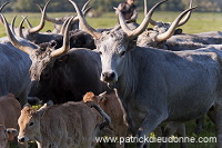 Buttero, Maremma, Tuscany - Buttero, Maremme, Toscane - it01158