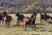 Maremman horse, Tuscany - Cheval de Maremme, Toscane - it01173