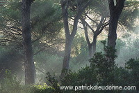 Pine woods, Maremma, Tuscany - Pins en Maremme,  Toscane - it01459