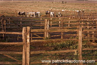 Maremman cattle, Tuscany - Vaches de Maremme, Toscane - it01516