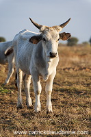 Maremman cattle, Tuscany - Vaches de Maremme, Toscane - it01525