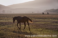 Maremman horse, Tuscany - Cheval de Maremme, Toscane - it01533