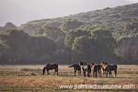 Maremman horse, Tuscany - Cheval de Maremme, Toscane - it01546