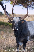 Maremman cattle, Tuscany - Vaches de Maremme, Toscane - it01595