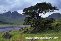 Cuillin ridge, Lone tree, loch Slapin, Skye, Scotland - 19353