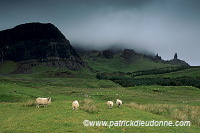 Sheep & Old Man of Storr, Skye, Scotland -  Skye, Ecosse - 19407