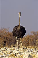 Ostrich (Struthio camelus) - Autruche, Namibie. (SAF-BIR-0161)