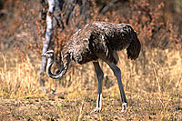 Ostrich (Struthio camelus) - Autruche femelle, Af. du sud (saf-bir-0400)