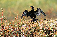 Reed cormorant (Phalacrocorax africanus) - Cormoran africain, Botswana (saf-bir-0402)