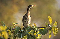 Reed cormorant (Phalacrocorax africanus) - Cormoran africain, Botswana (saf-bir-0403)