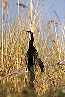 Darter (Anhinga melanogaster) - Anhinga roux, Okavango, Botswana (saf-bir-0539)