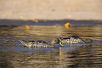 Yellowbilled Duck (Anas undulata) - Canard Ã  bec jaune, Botswana (SAF-BIR-0054)