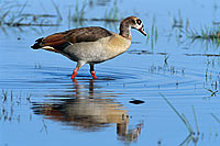 Egyptian Goose (Alopochen aegyptiacus) - Ouette d'Egypte, Botswana (saf-bir-0203)