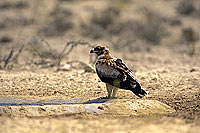Booted Eagle (immature)(Hieraaetus pennatus) - Aigle botté, Af. du Sud (SAF-BIR-0080)