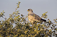 Pale chanting Goshawk (Melierax canorus) - Autour chanteur, Namibie (SAF-BIR-0087)