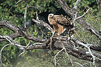 Tawny Eagle (Aquila rapax) with prey - Aigle ravisseur, proie, Afrique du sud (saf-bir-0281)