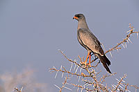 Pale chanting Goshawk (Melierax canorus) - Autour chanteur, Namibie (saf-bir-0284)