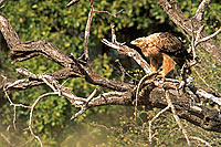 Tawny Eagle (Aquila rapax) with prey - Aigle ravisseur, proie, Afrique du sud (saf-bir-0407)