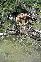 Tawny Eagle (Aquila rapax) with prey - Aigle ravisseur, proie, Af. du sud (saf-bir-0483)