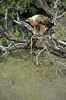 Tawny Eagle (Aquila rapax) with prey - Aigle ravisseur, proie, Afrique du sud (saf-bir-0541)
