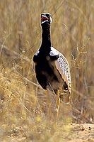Black Korhaan (Eudopotis afra) - Outarde Korhaan, Afrique du Sud (SAF-BIR-0173)