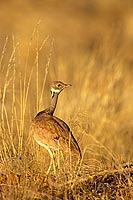 Rüppell's Korhaan (Eupodotis rueppellii) - Outarde de Rüppell, Namibie (saf-bir-0553)