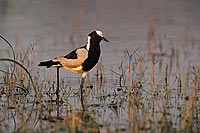 Blacksmith Plover (Vanellus armatus), Botswana - Vanneau armé (saf-bir-0312)