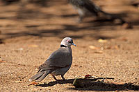 Mourning Dove (Streptopelia decipiens) - Tourterelle pleureuse, S. Africa (saf-bir-0340)