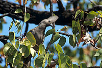 Grey Lourie (Crinifer concolor), S. Africa - Touraco concolore (saf-bir-0252)