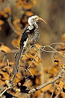 Redbilled Hornbill (Tockus erythrorhynchus) - Calao à bec rouge, Af. du sud (SAF-BIR-0128)