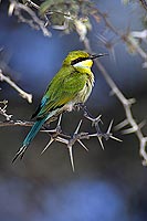 Swallowtailed bee-eater (Merops hirundineus) - Guêpier à queue d'aronde, Afr. du Sud (SAF-BIR-0171)