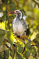 Redbilled Hornbill (Tockus erythrorhynchus) - Calao à bec rouge, afrique du sud (SAF-BIR-0180)