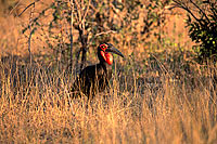 Ground Hornbill - Calao terrestre (Bucorvus leadbeateri), Afrique du sud (saf-bir-0285)