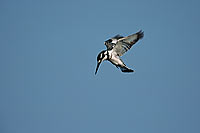 Pied Kingfisher (Ceryle rudis) - Alcyon pie, Okavango, Botswana. (saf-bir-0427)