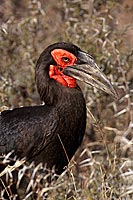 Ground Hornbill - Calao terrestre (Bucorvus leadbeateri), Afrique du Sud (saf-bir-0501)