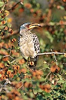 Yellowbilled Hornbill (Tockus flavirostris) - Calao à bec jaune, Af. du Sud (saf-bir-0546)