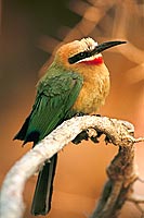 Whitefronted bee-eater (Merops bullockoides) - Guêpier à front blanc, Botswana (saf-bir-0564)