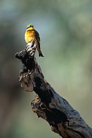 Little bee-eater (Merops pusillus) - Guêpier nain, Afrique du Sud (saf-bir-0567)