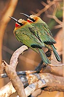 Whitefronted bee-eater (Merops bullockoides) - Guêpier à front blanc, Botswana (saf-bir-0574)